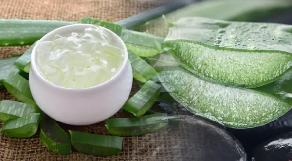 Aloe Vera nedir, Faydaları nelerdir?
