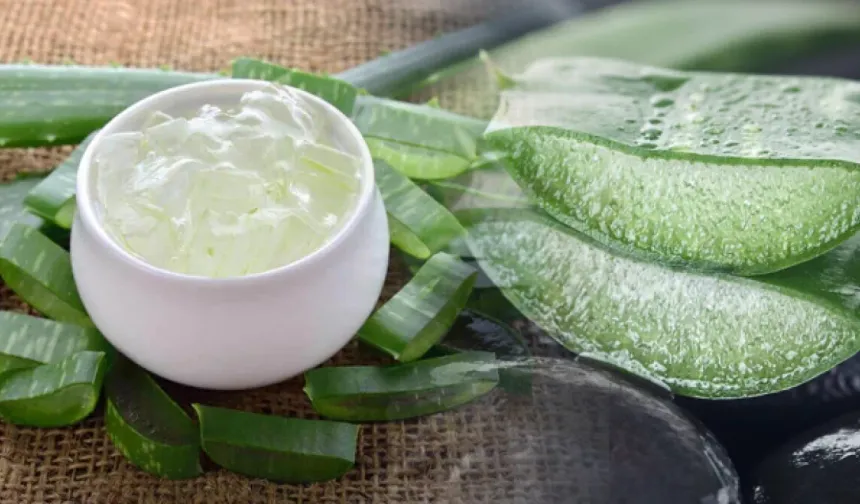 Aloe Vera nedir, Faydaları nelerdir?
